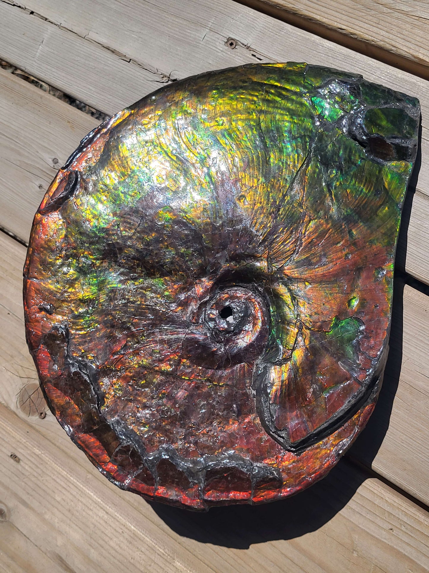 Shell 1