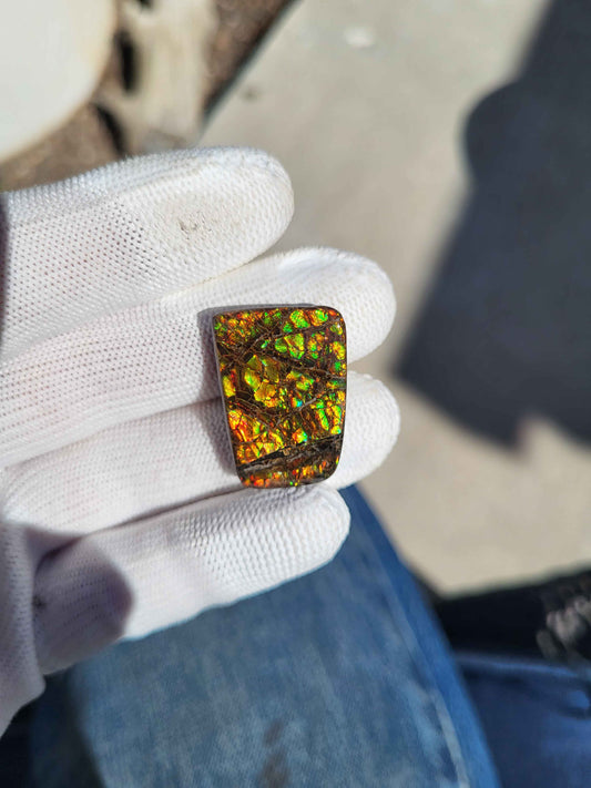 Freeform Ammolite Gemstone - CG28
