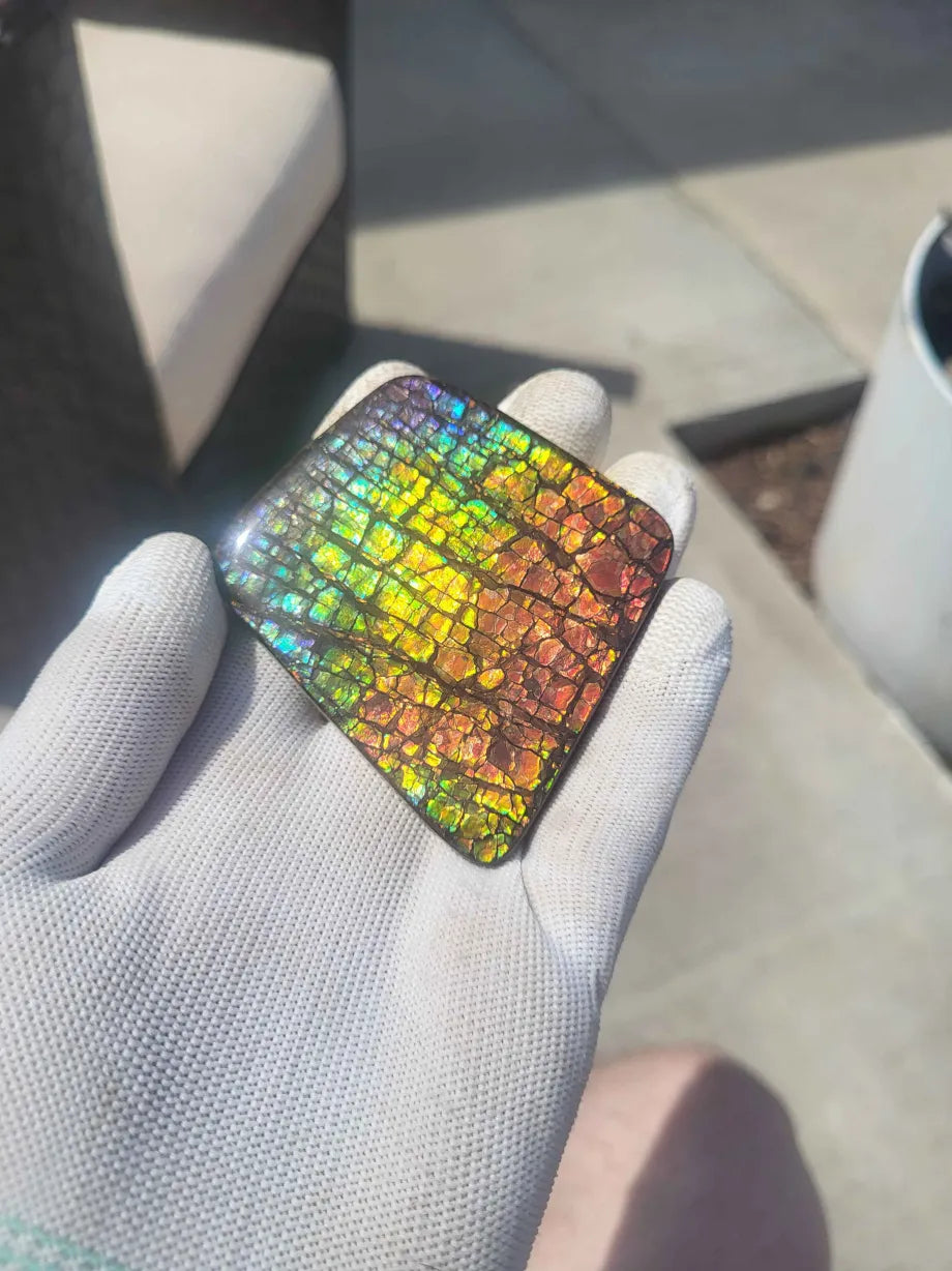 Freeform Ammolite Gemstone - CG64