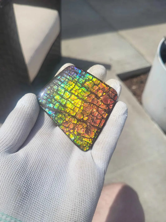 Freeform Ammolite Gemstone - CG64