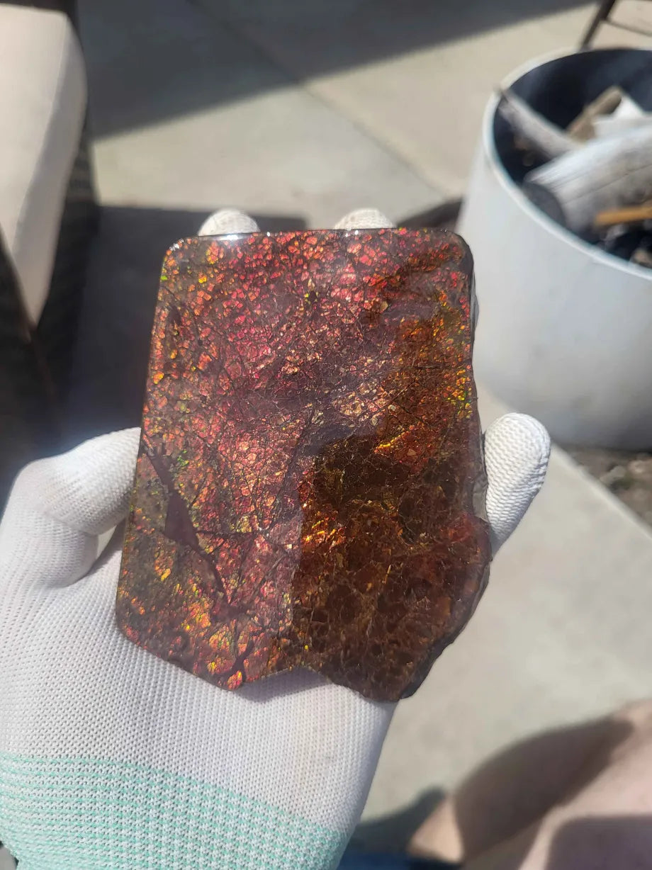 Freeform Ammolite Gemstone - CG67