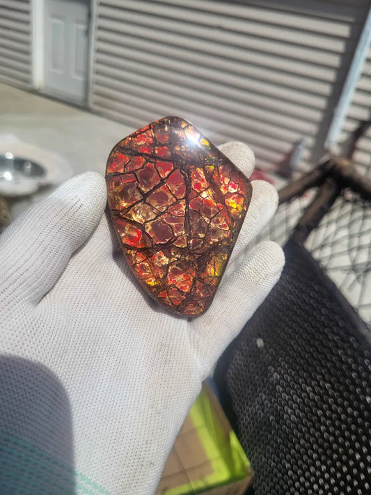 Freeform Ammolite Gemstone - CG66