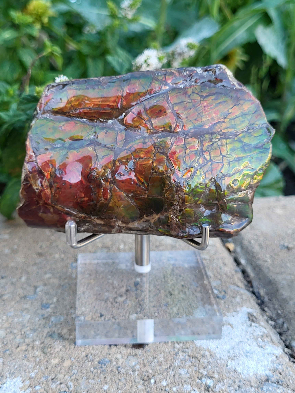 Baculite Specimen CGSS14 with gold, green, orange, red ammolite