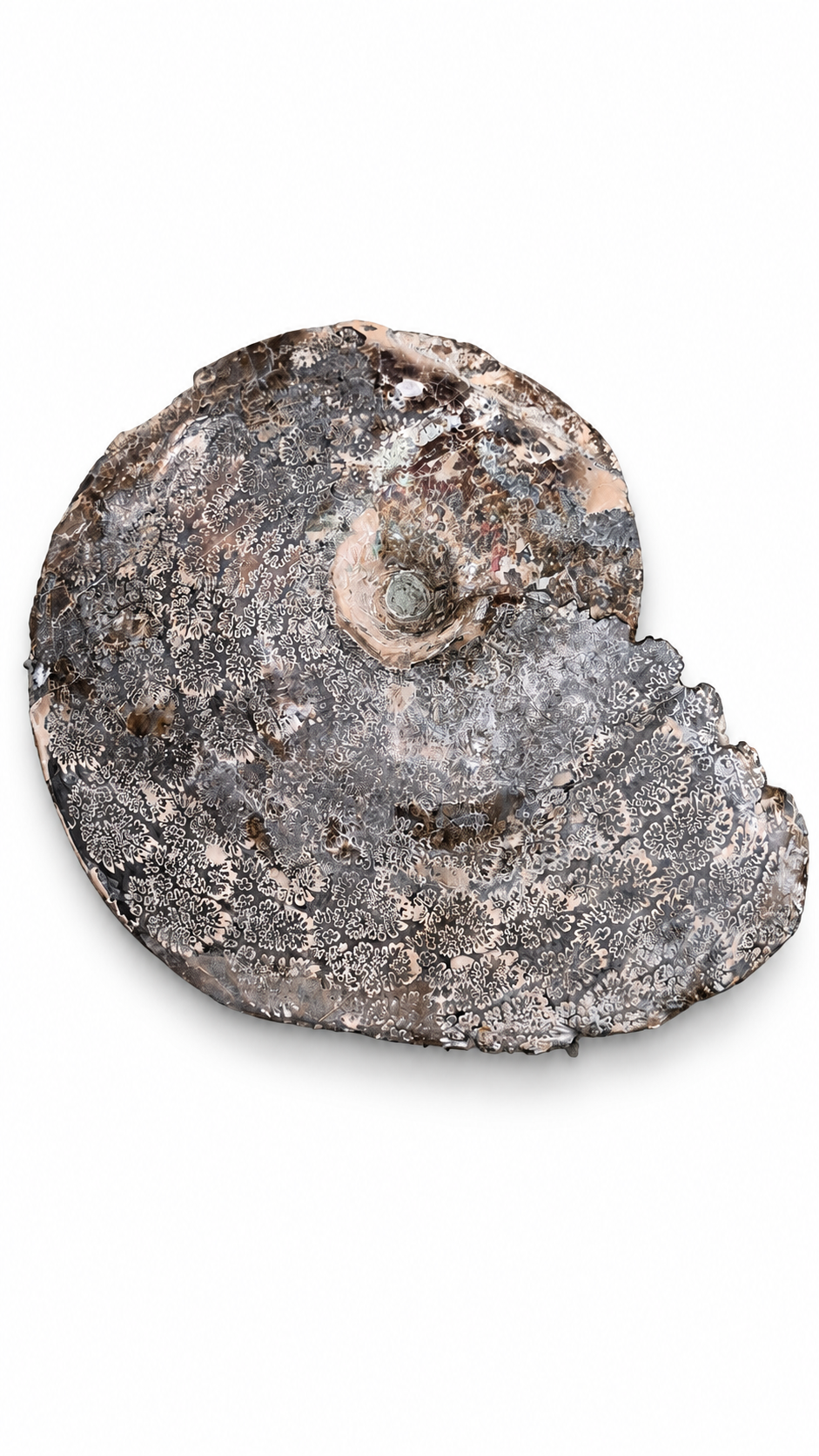 Full Ammonite Shell CGSS5 with red and orange colour, view 3
