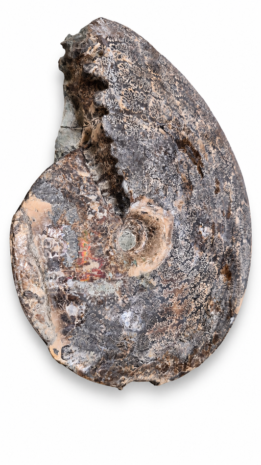 Full Ammonite Shell CGSS5 with red and orange colour, view 2