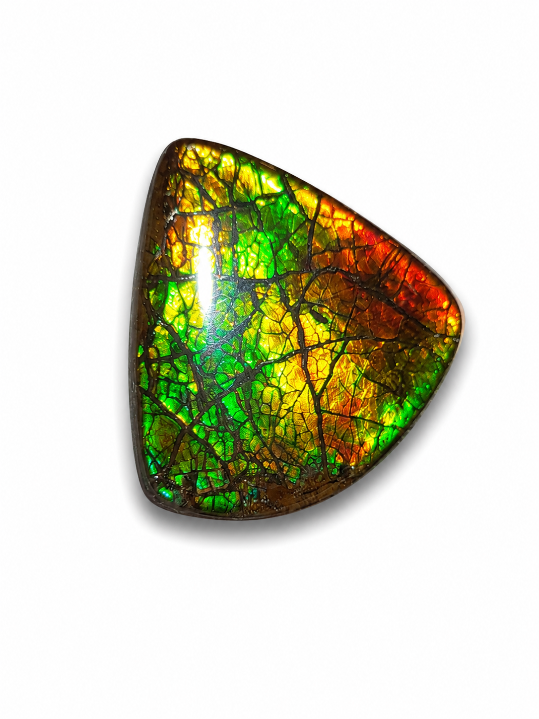 Freeform Ammolite Gemstone - CG09