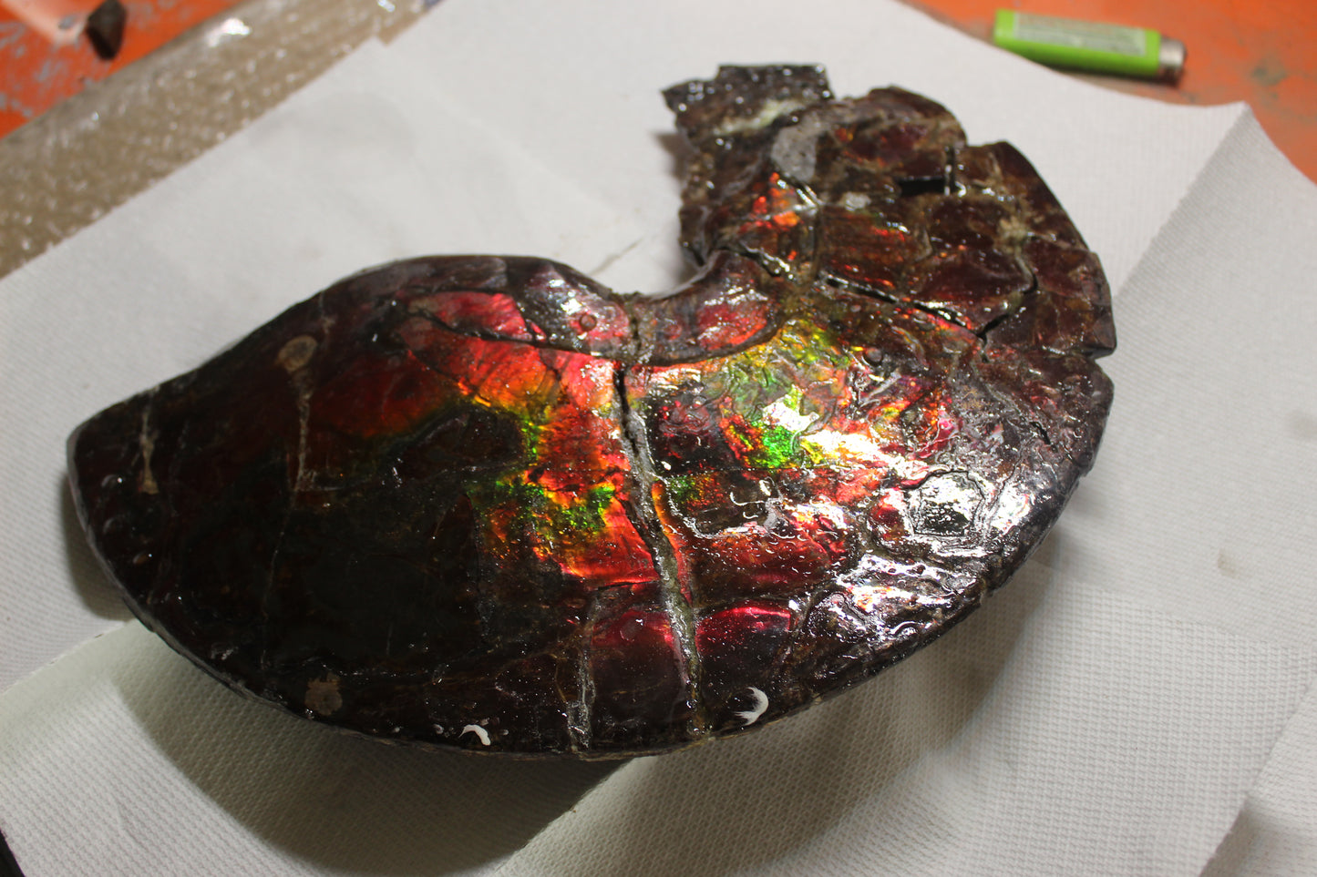Ammolite Shell B-#1