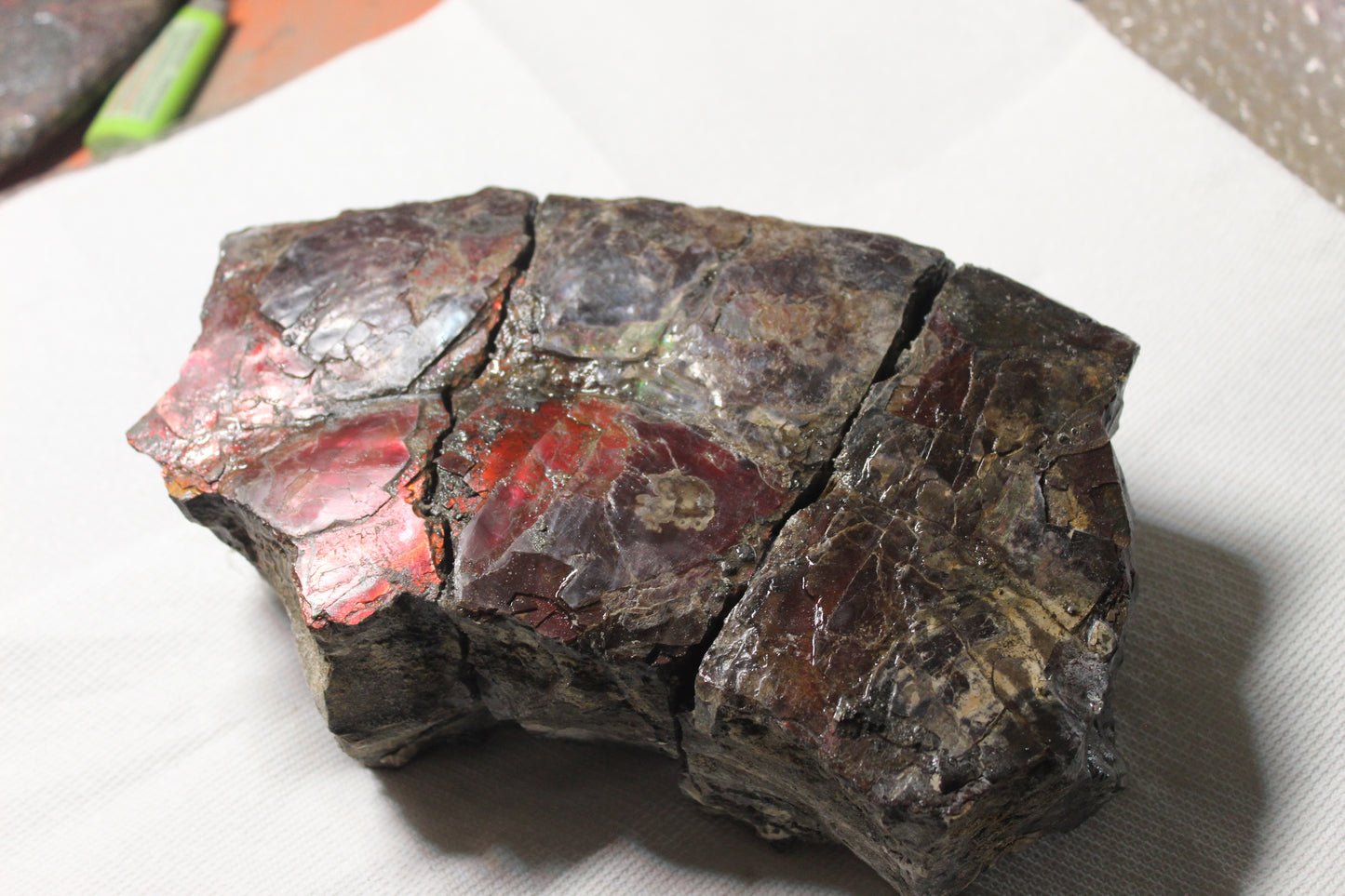 Ammolite Shell B-#2