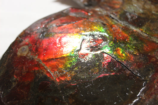 Ammolite Shell B-#1