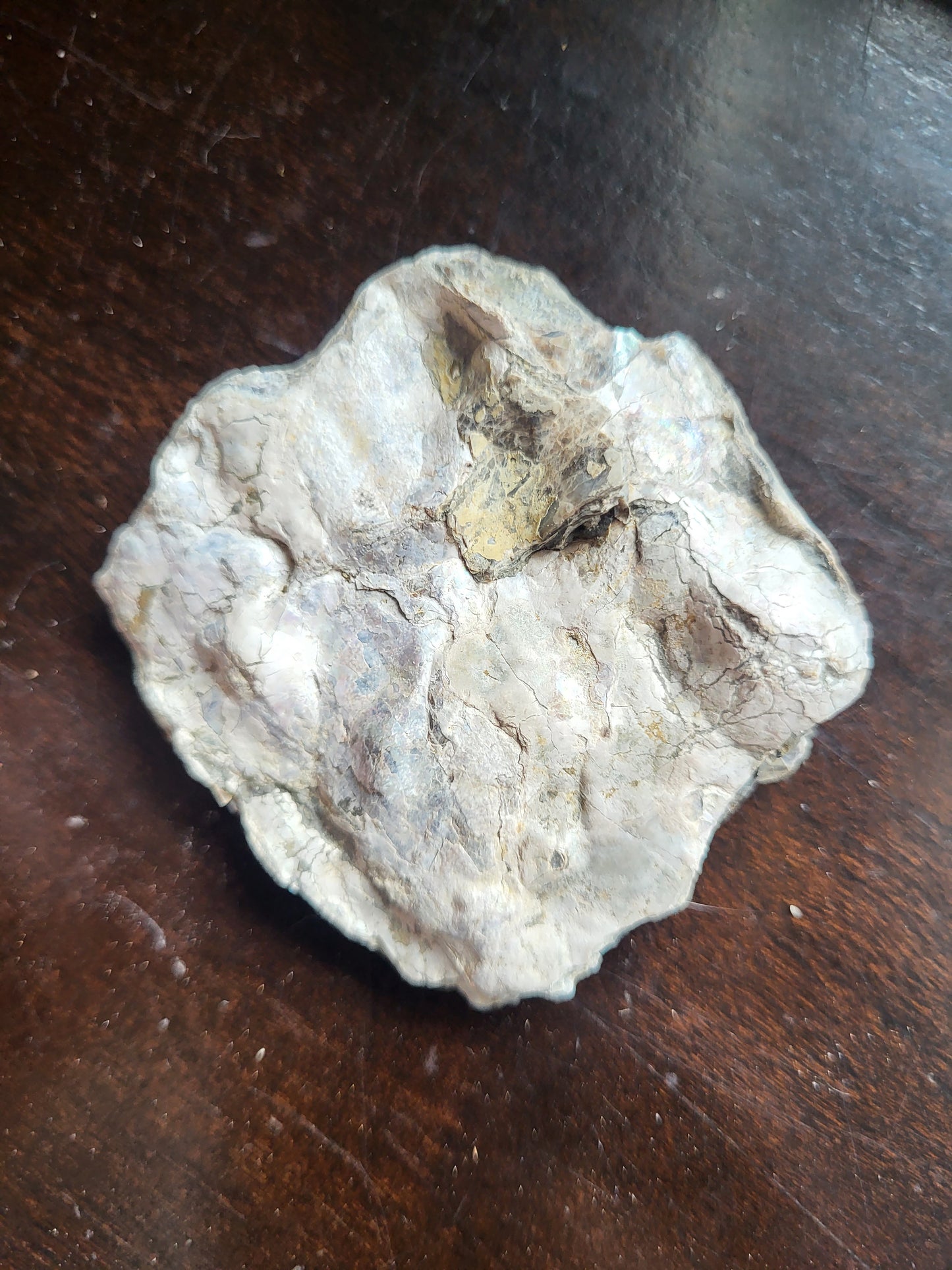 Ammonite Specimen #4