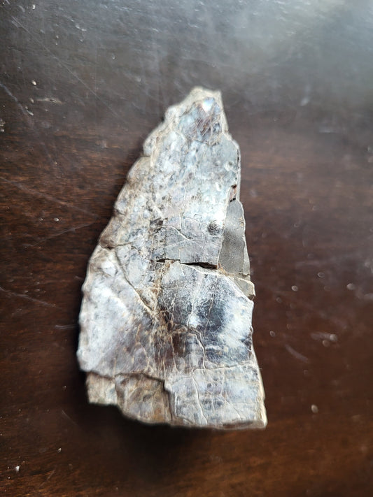 Ammonite Specimen #3