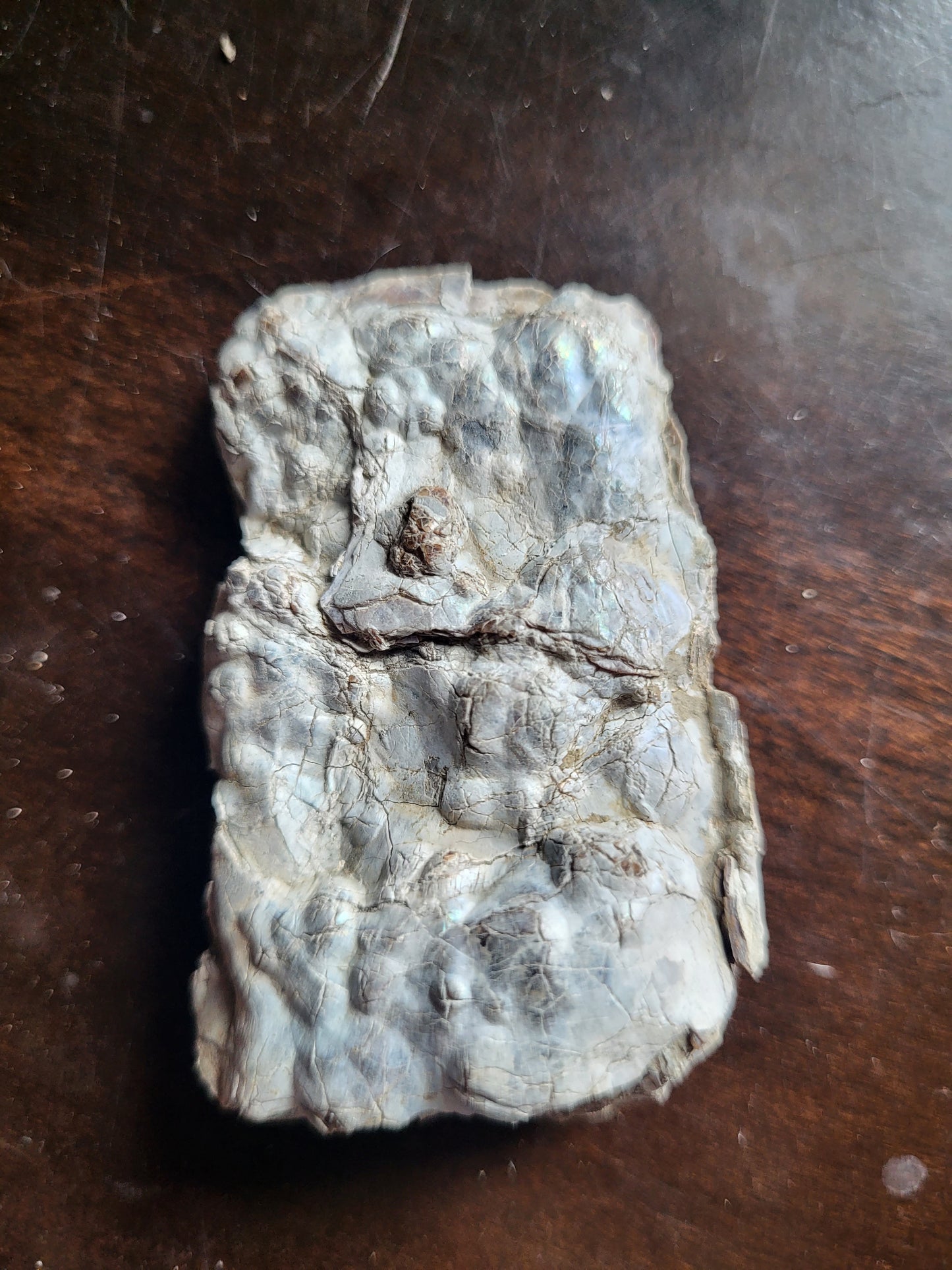 Baculite #2