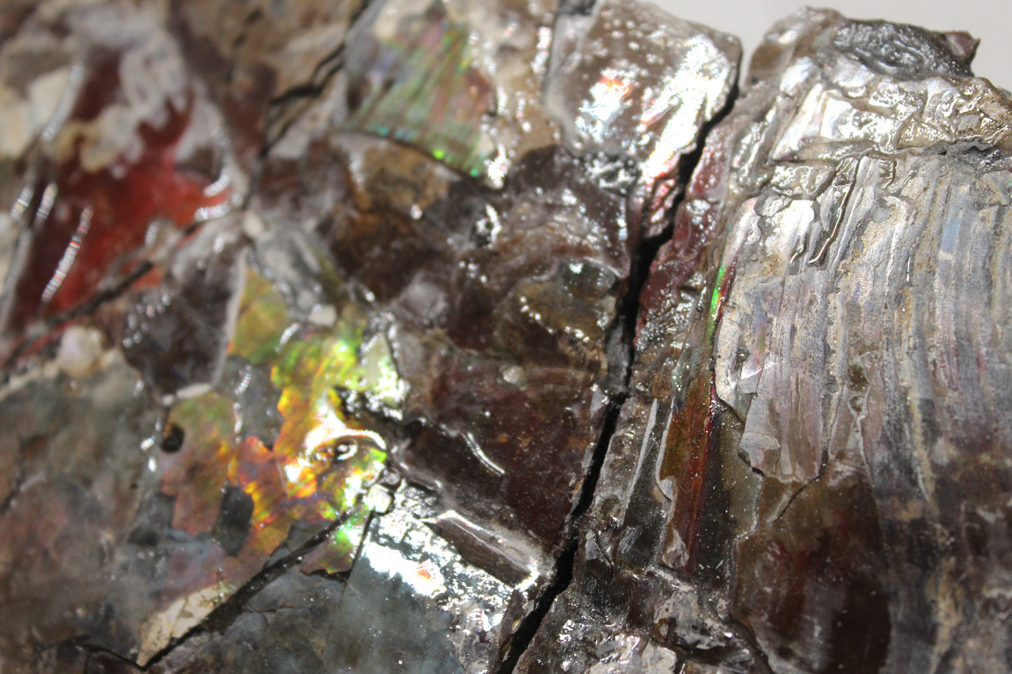 Ammolite Shell B-#2