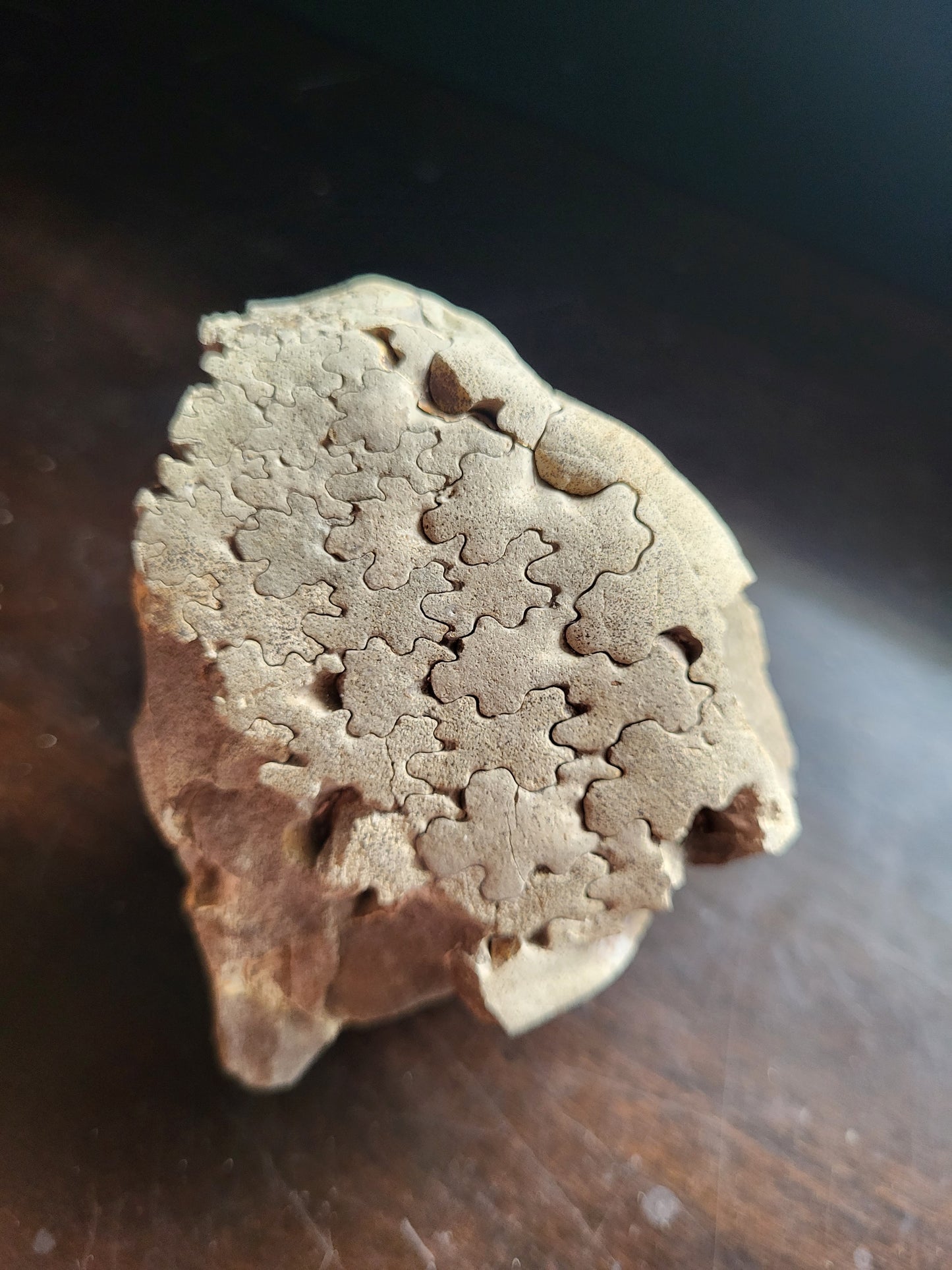 Ammonite Specimen #2