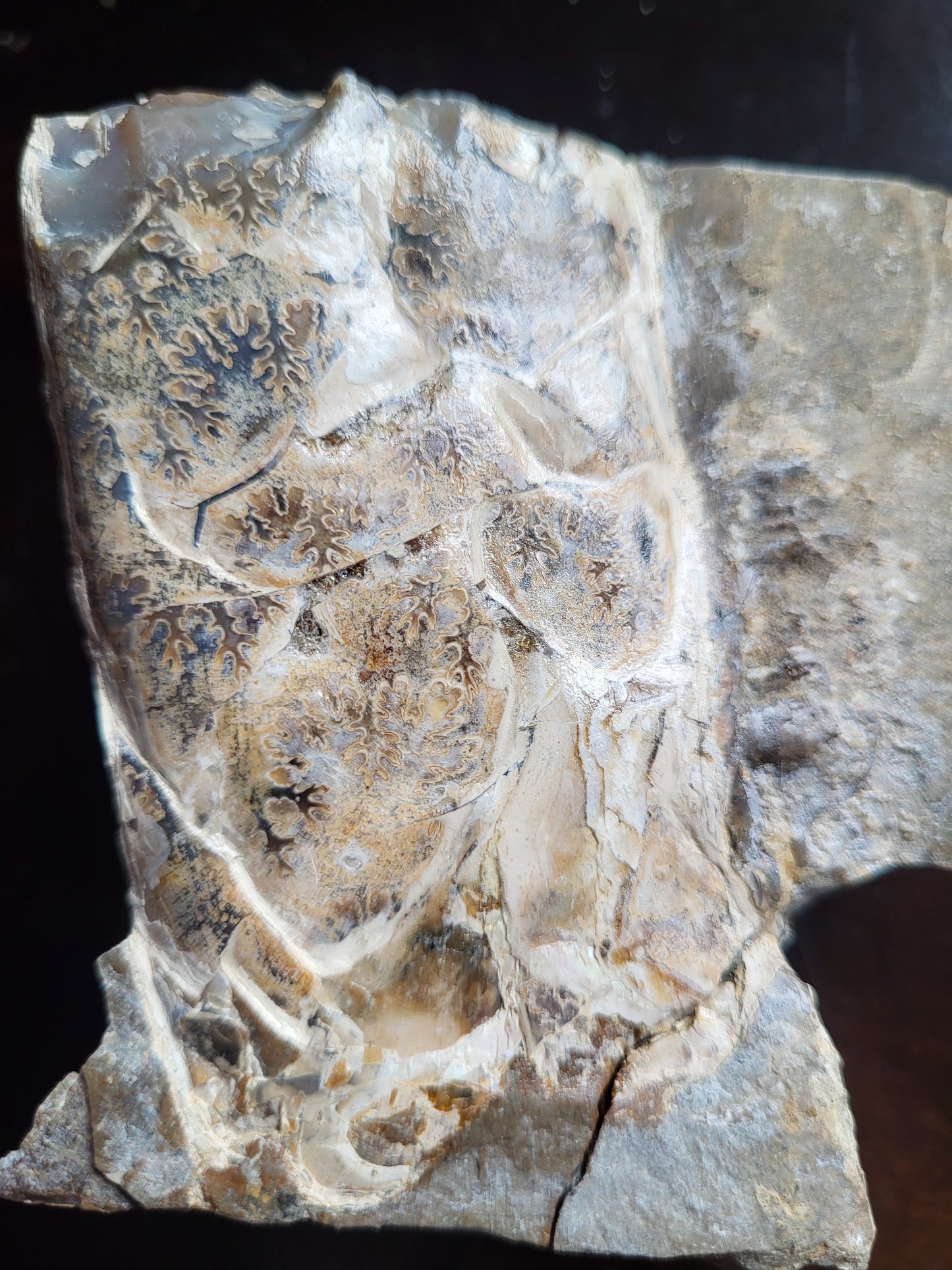 Baculite #4