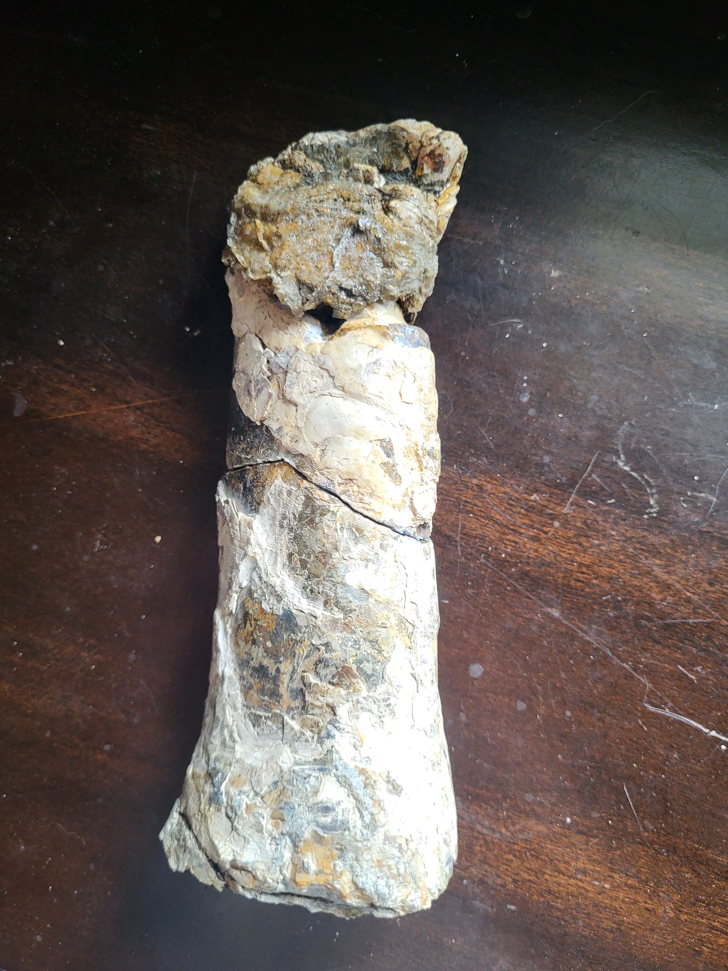 Baculite #3