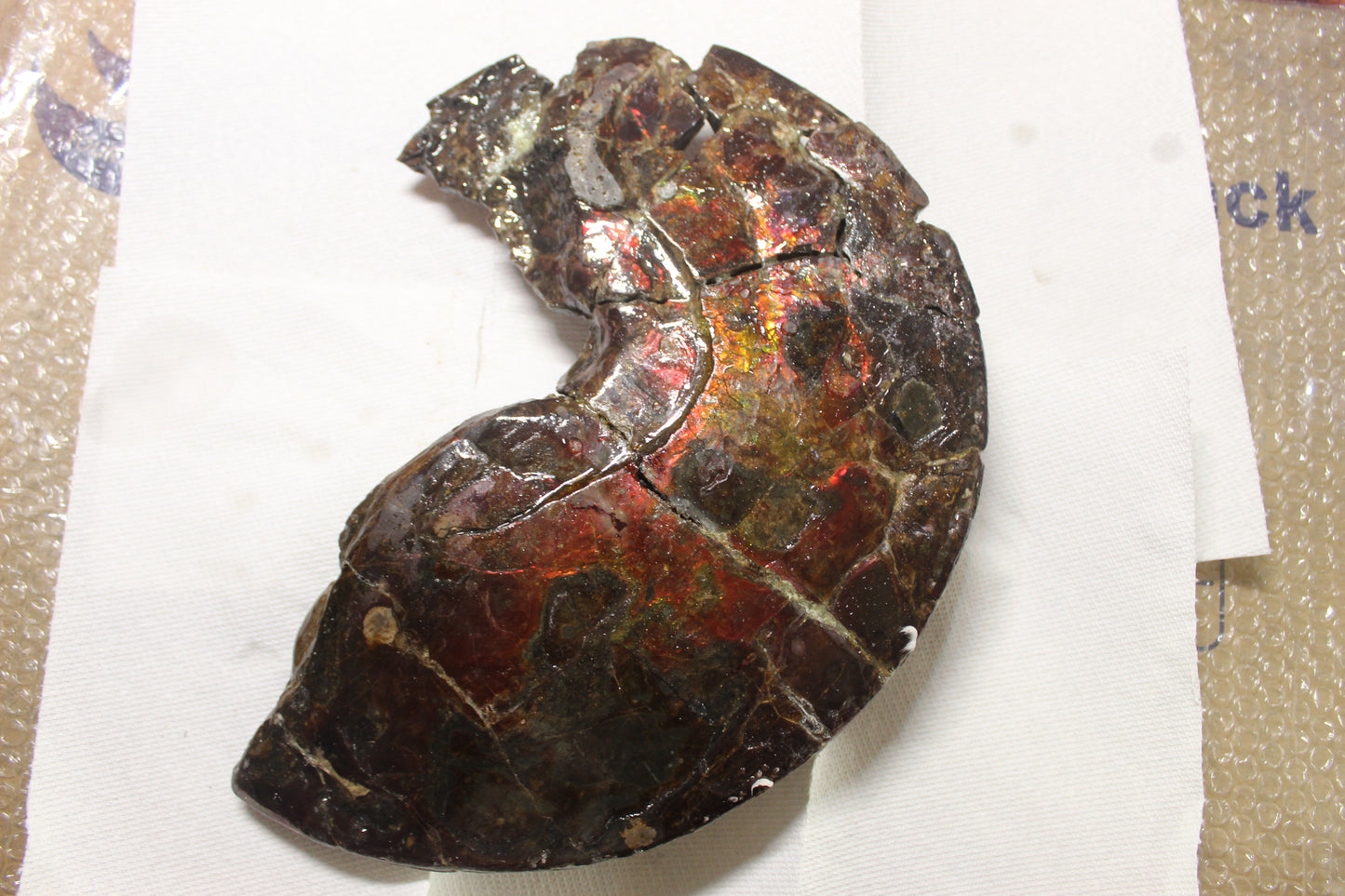 Ammolite Shell B-#1