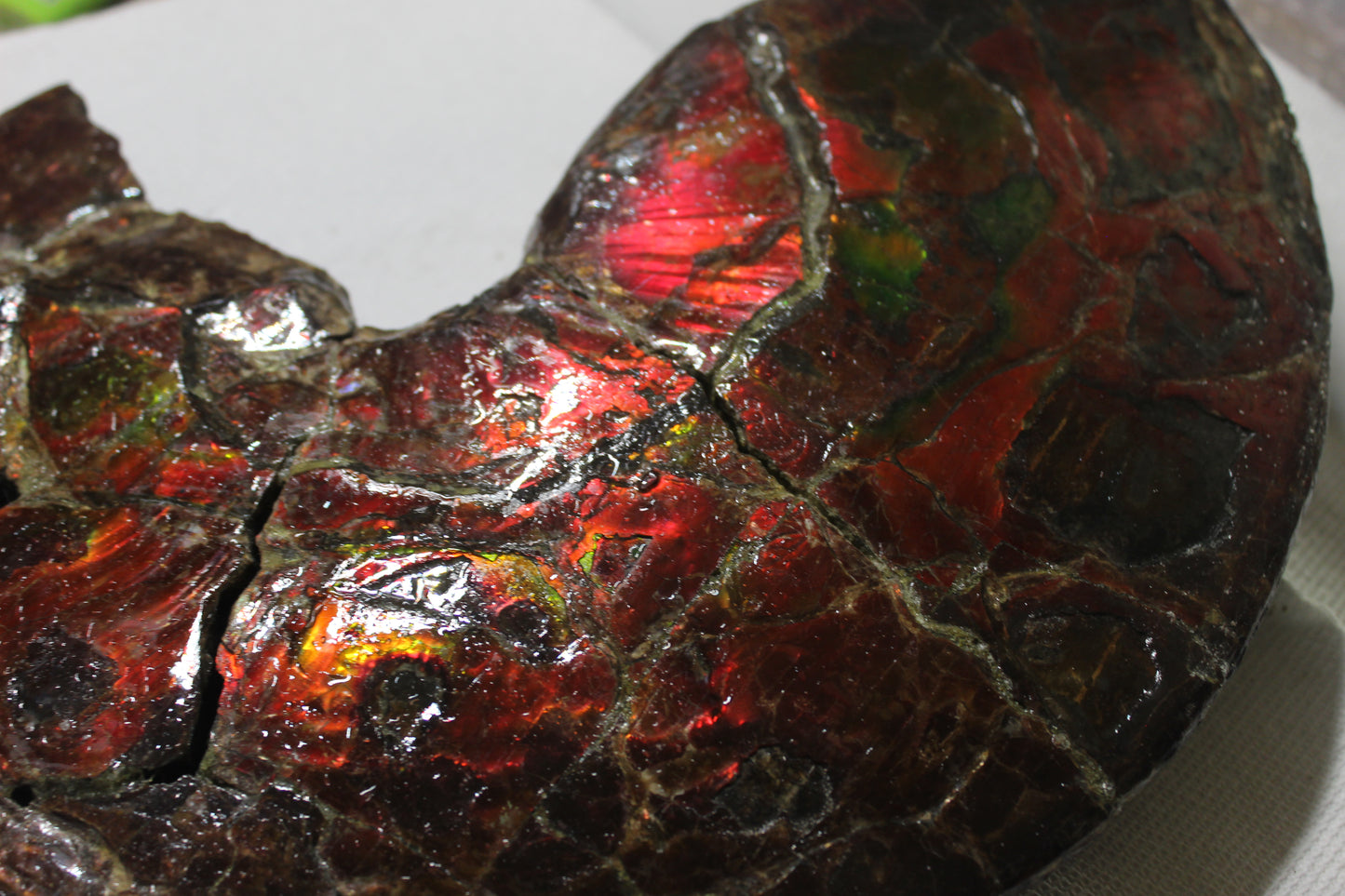 Ammolite Shell B-#1