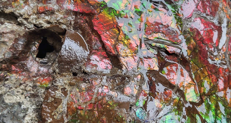 Ammolite shells and specimens from Southern Alberta