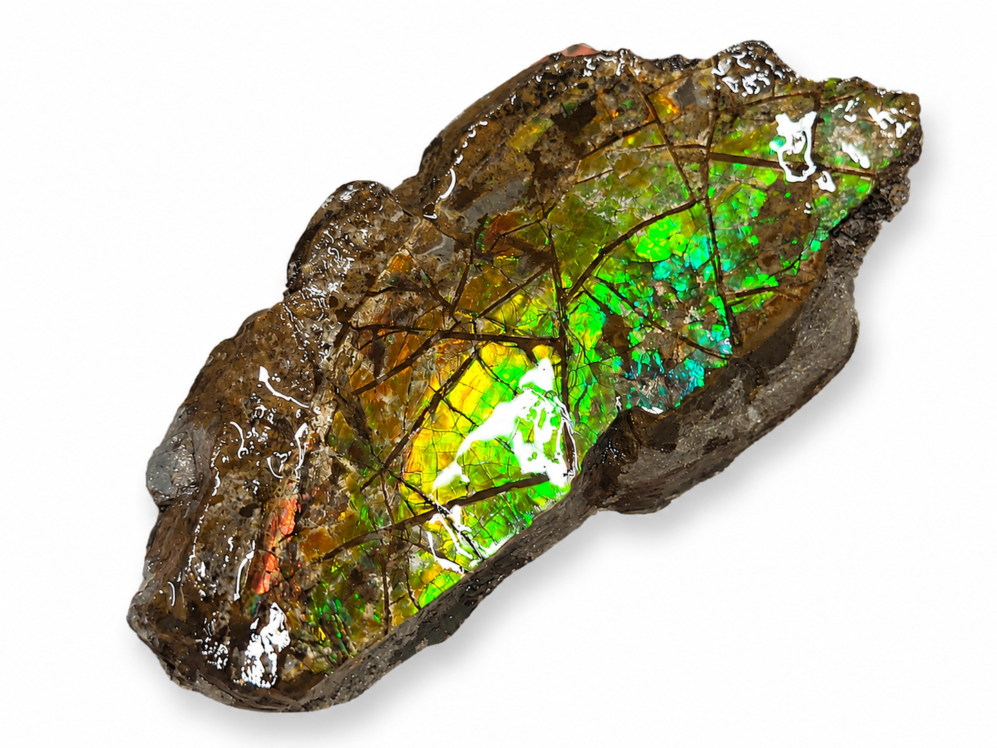 Ammolite Negative Cap Display - CGSS2