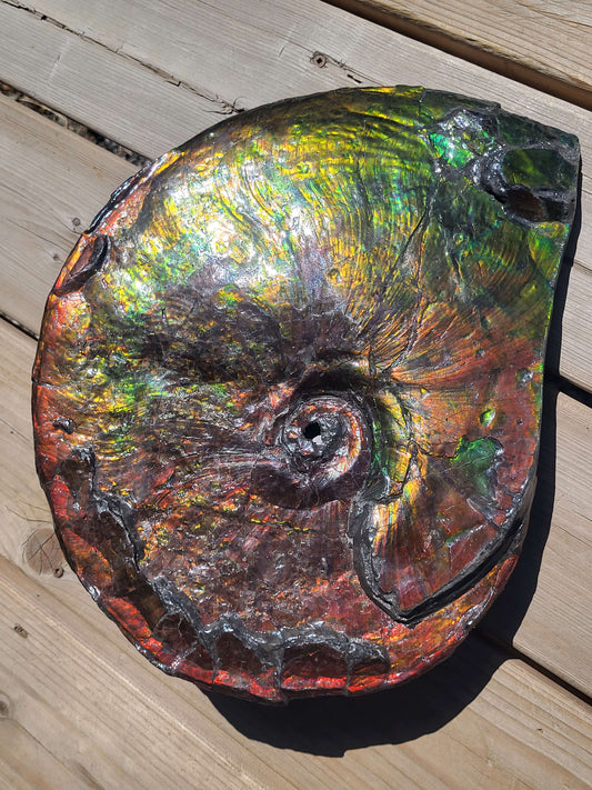 Shell 1
