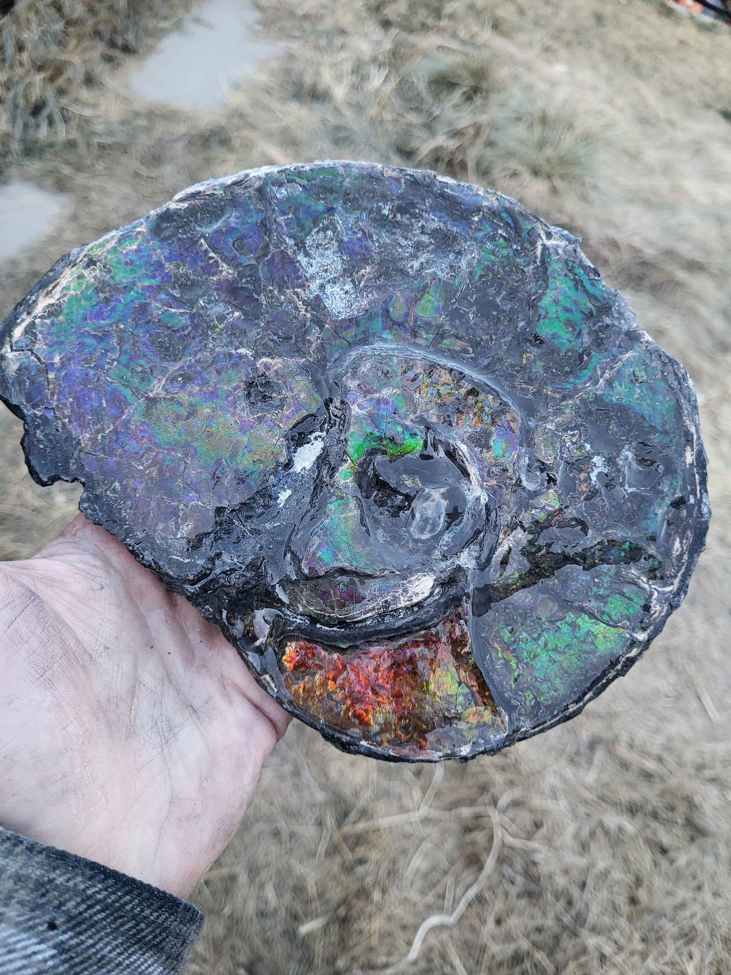 Full Ammonite Shell, Mosasaur Bitemarks - CGSS3