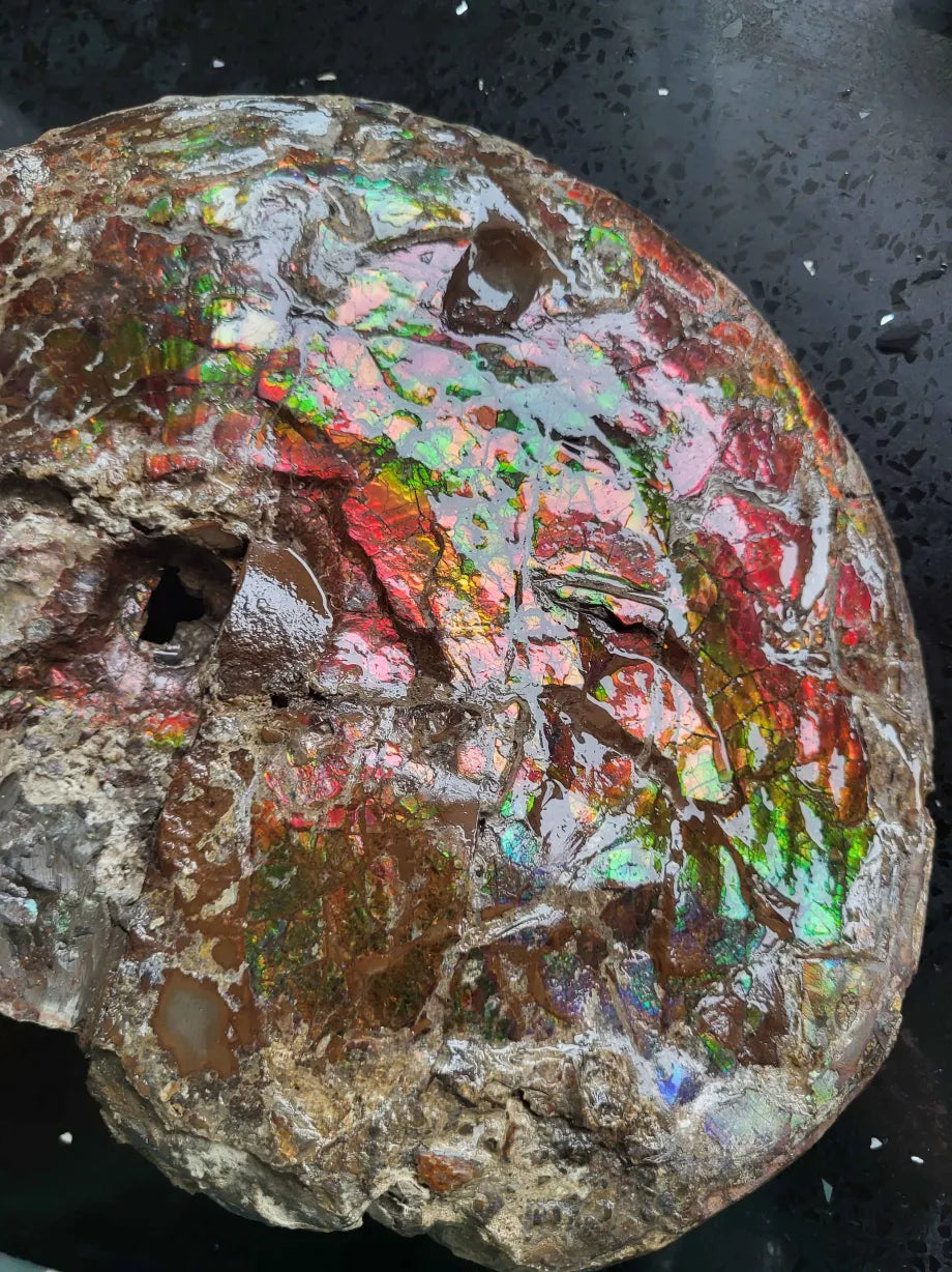 Full Interclare Ammonite Shell - CGSS1