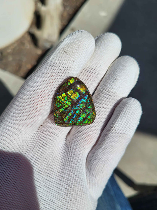 Freeform Ammolite Gemstone - CG14