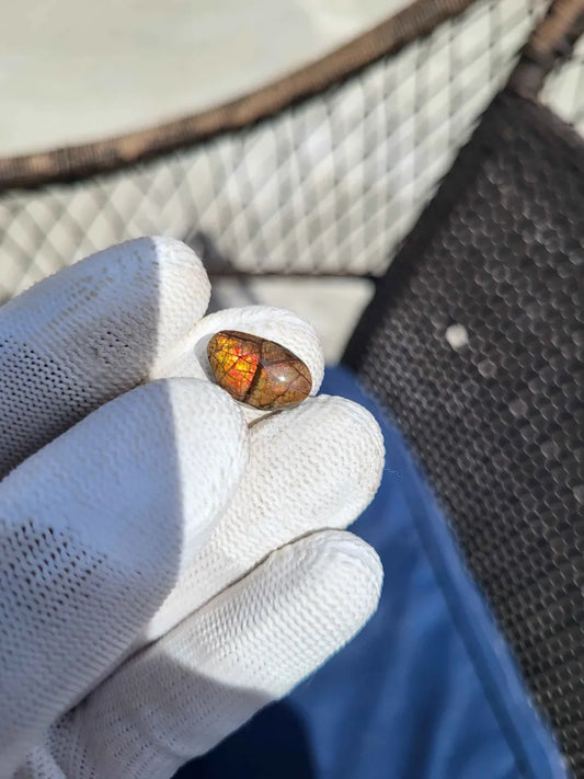 Freeform Ammolite Gemstone - CG60
