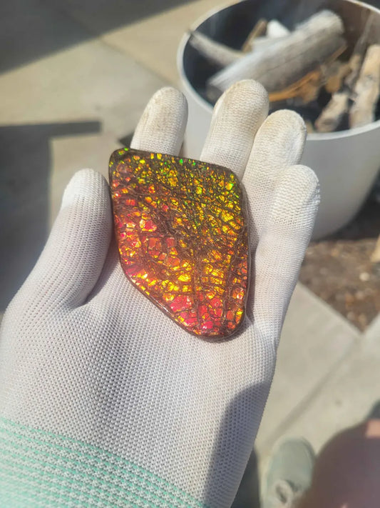 Freeform Ammolite Gemstone - CG62