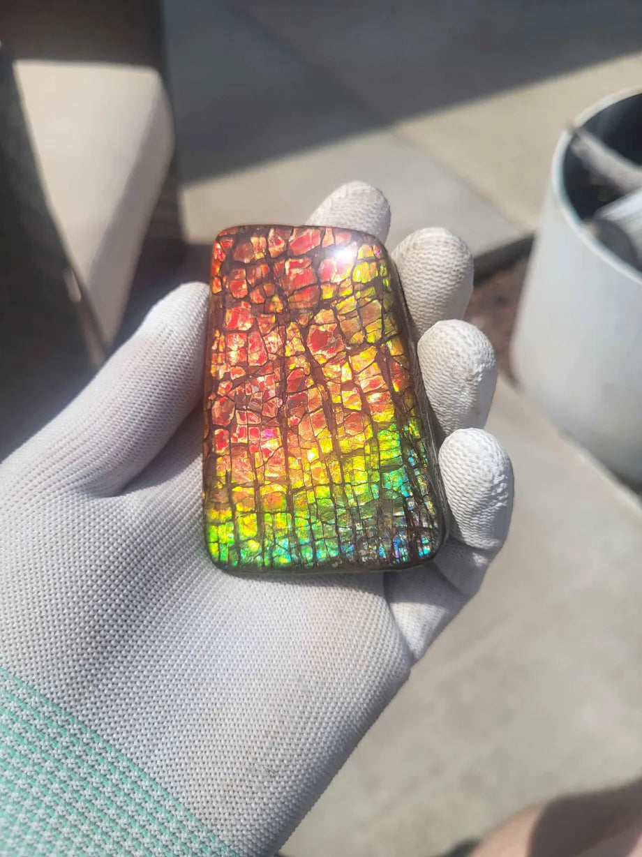 Freeform Ammolite Gemstone - CG68