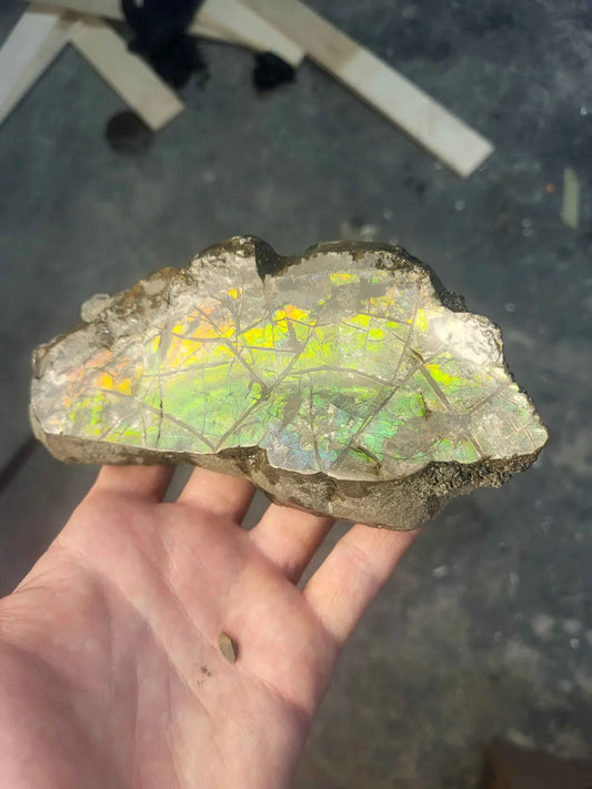 Ammolite Negative Cap Display - CGSS2