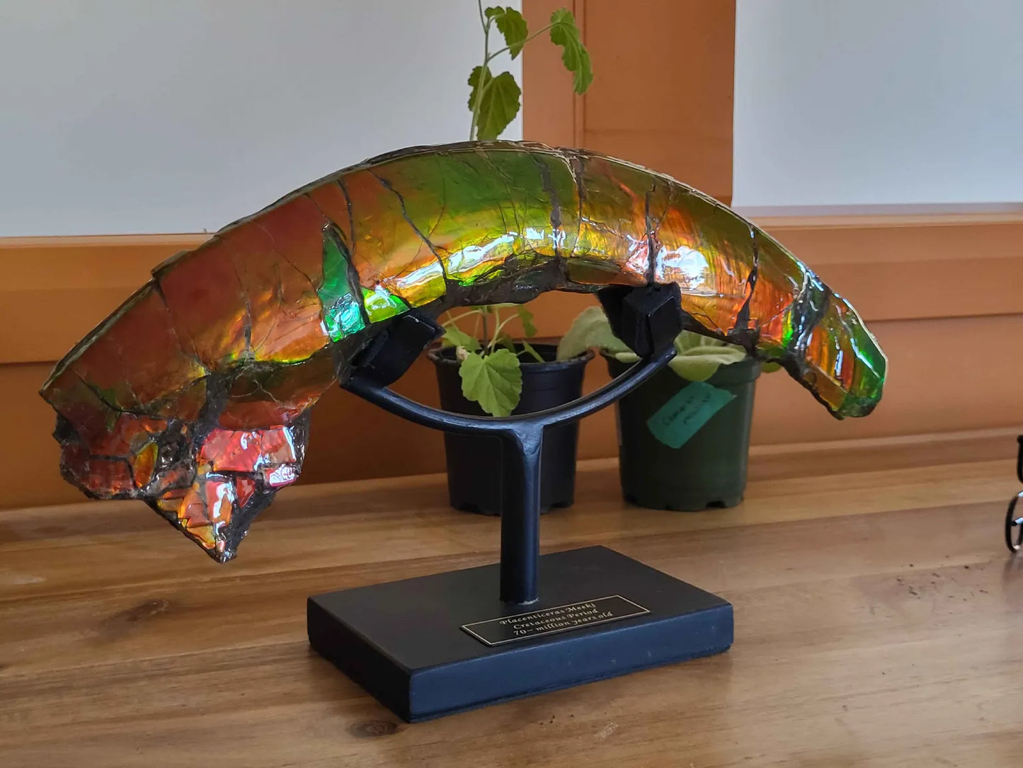Placenticeras meeki curl display