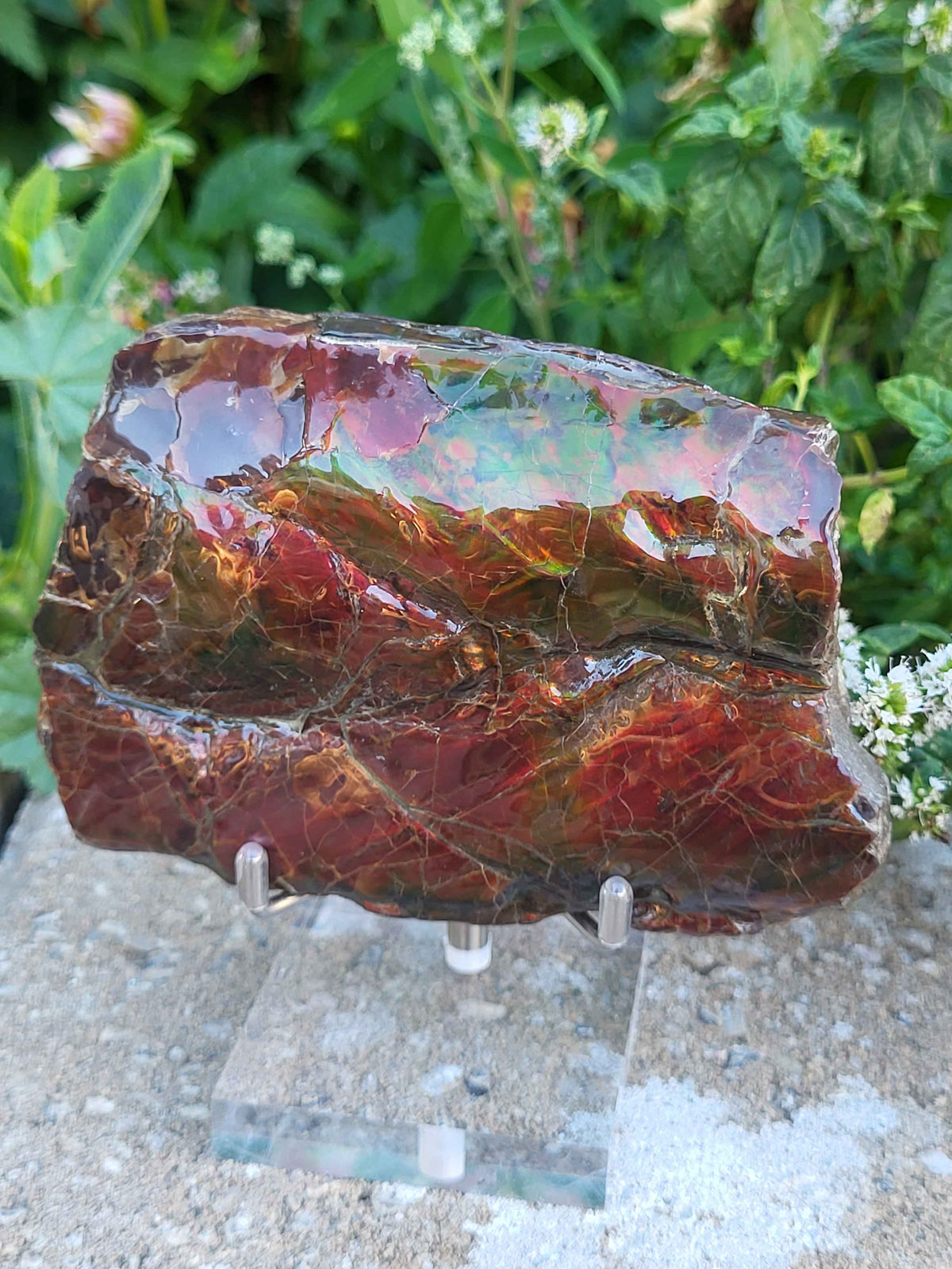 Baculite Specimen CGSS15 with red, gold, green ammolite