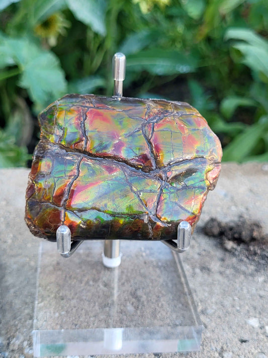 Baculite Specimen CGSS13 with red, pink, orange, gold, green, blue ammolite