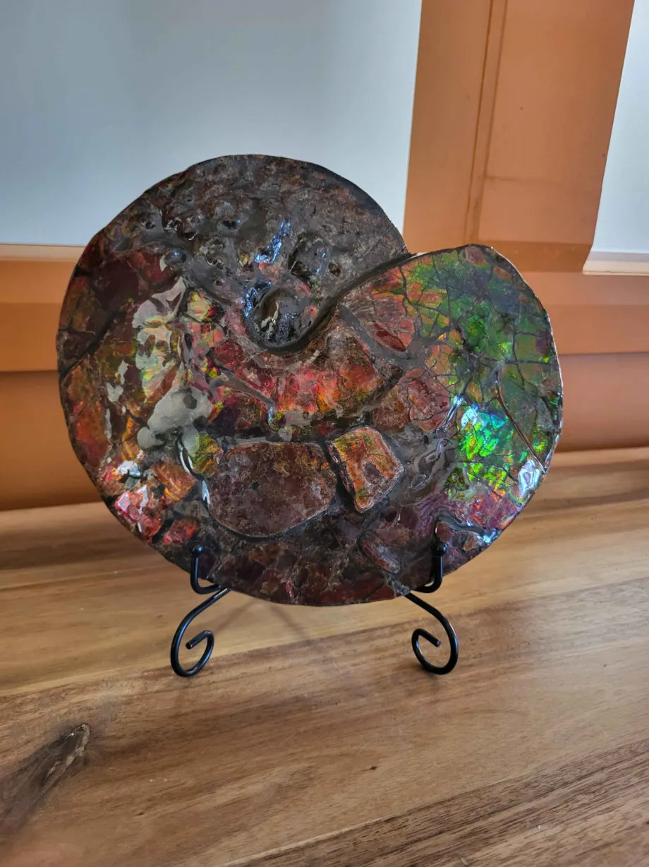 Full Ammonite Shell CGSS12 with red, pink, purple, green, blue ammolite