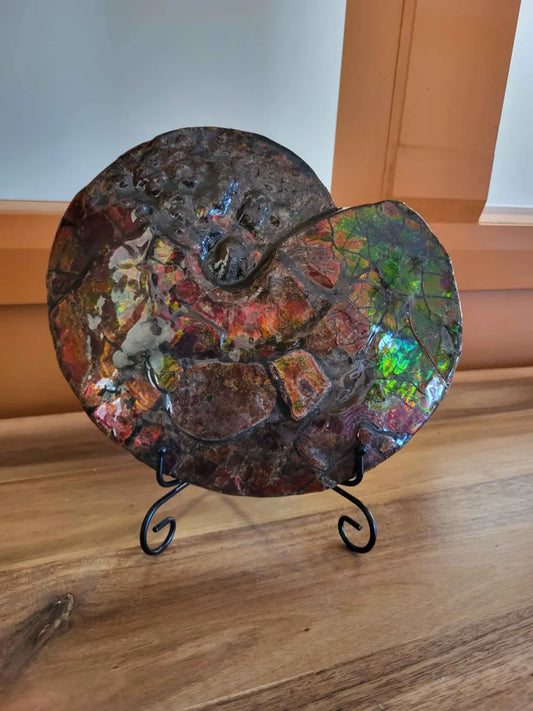 Full Ammonite Shell CGSS12 with red, pink, purple, green, blue ammolite