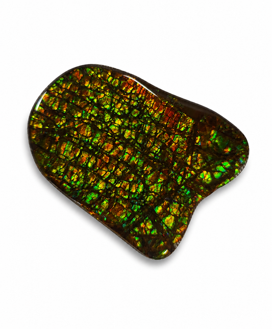 Ammolite Gemstone