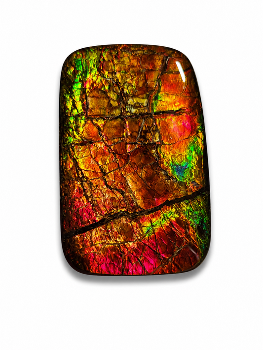 Ammolite Gemstone