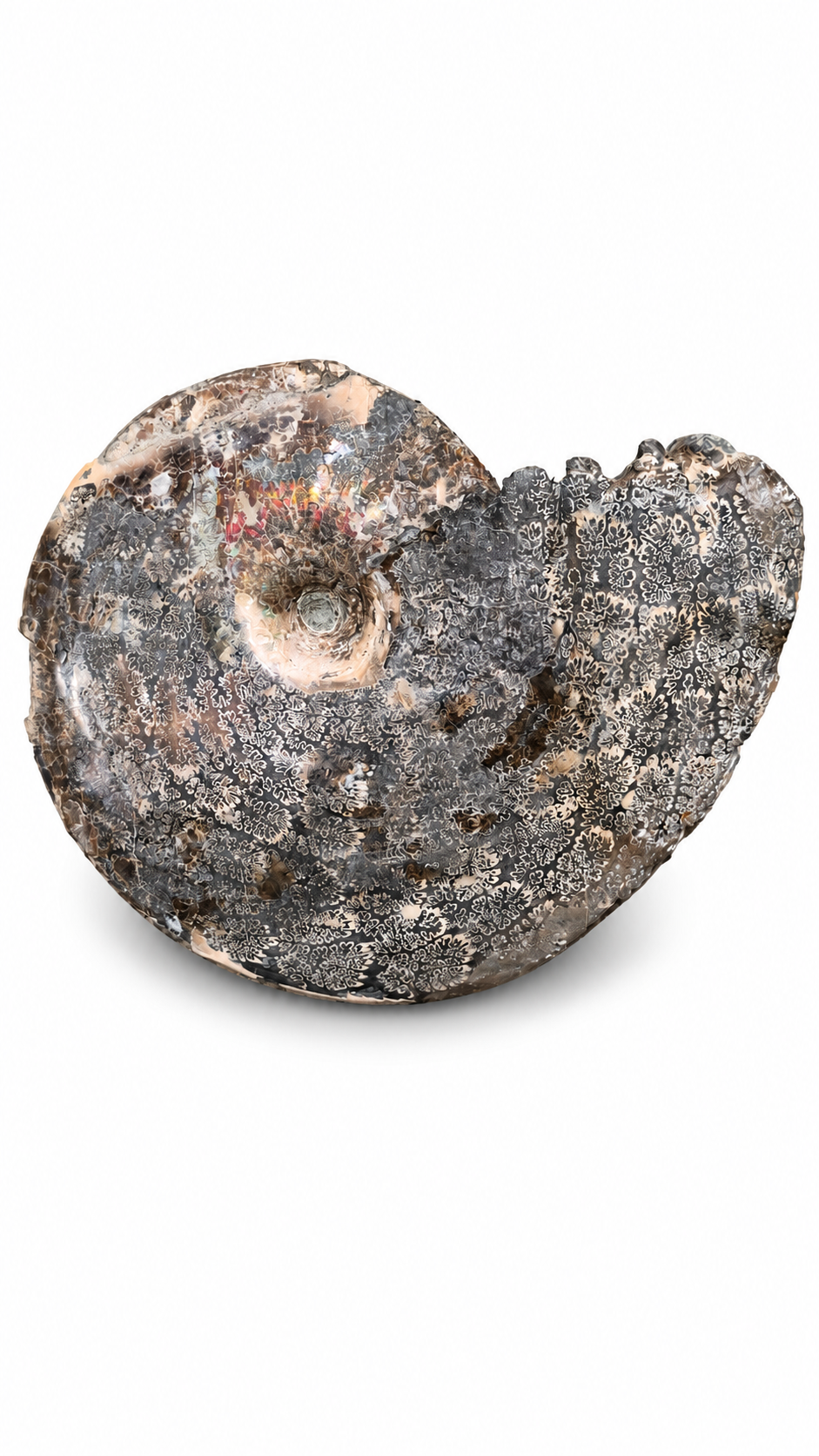 Full Ammonite Shell CGSS5 with red and orange colour