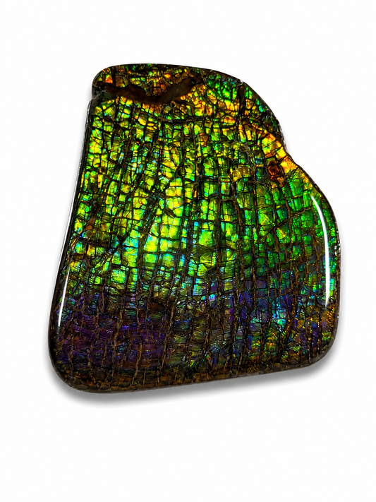 Ammolite Gemstone