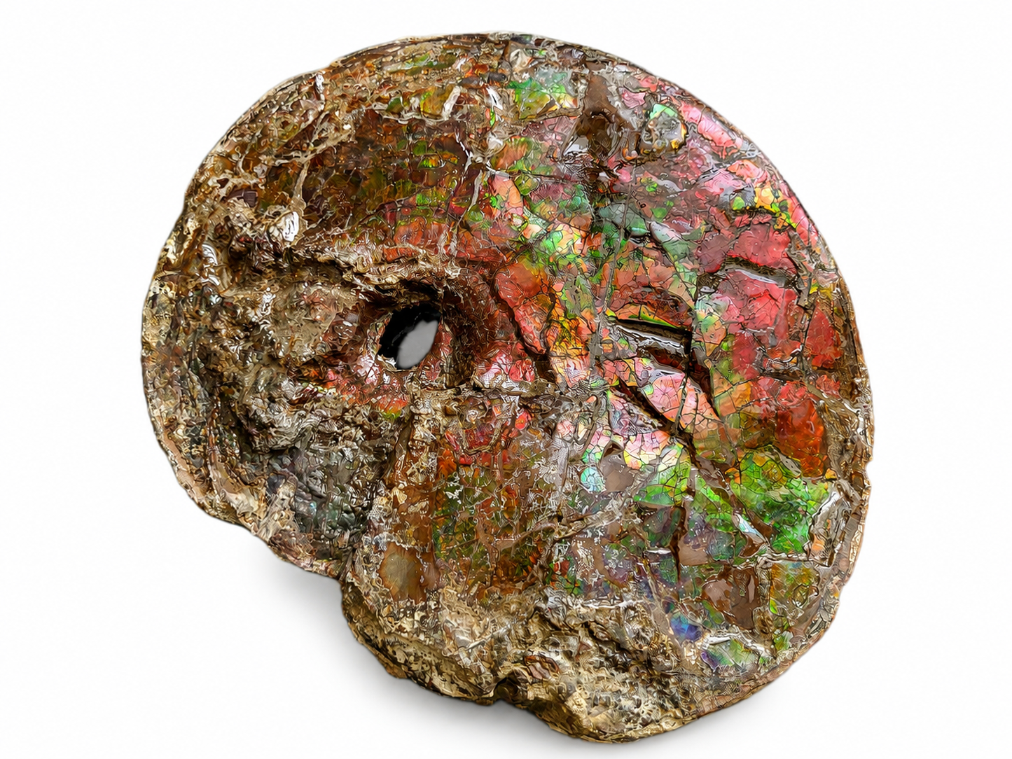 Full Interclare Ammonite Shell - CGSS1
