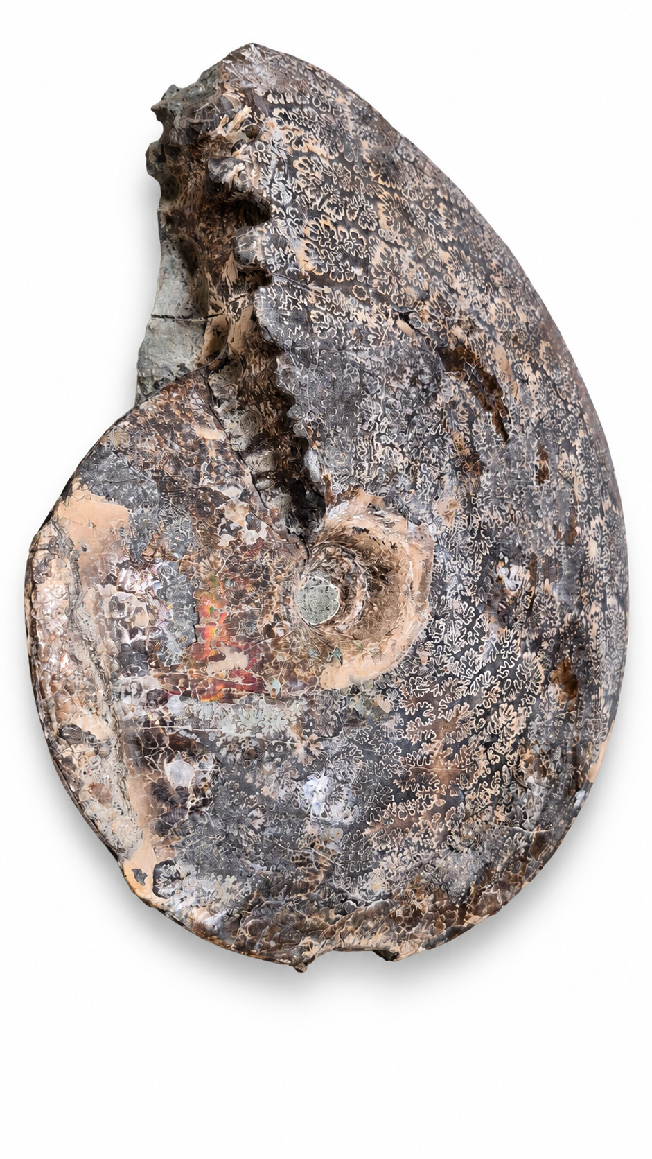 Full Ammonite Shell CGSS5 with red and orange colour, view 2