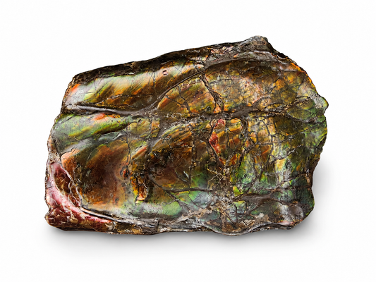 Baculite Specimen - CGSS4