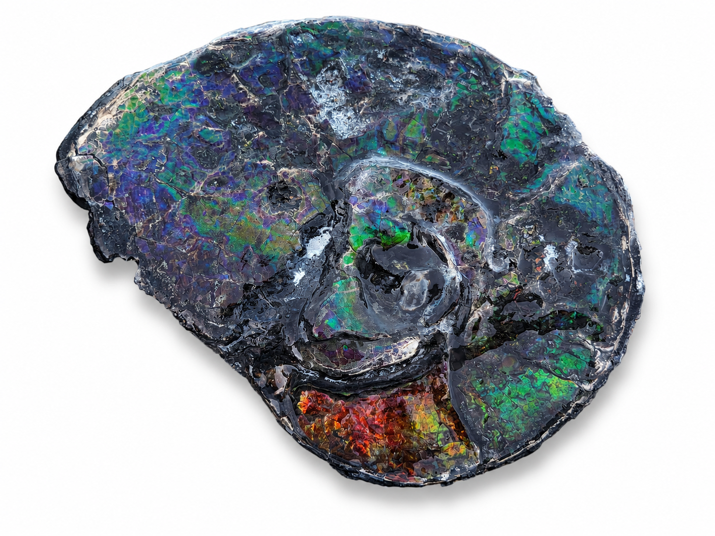 Full Ammonite Shell, Mosasaur Bitemarks - CGSS3