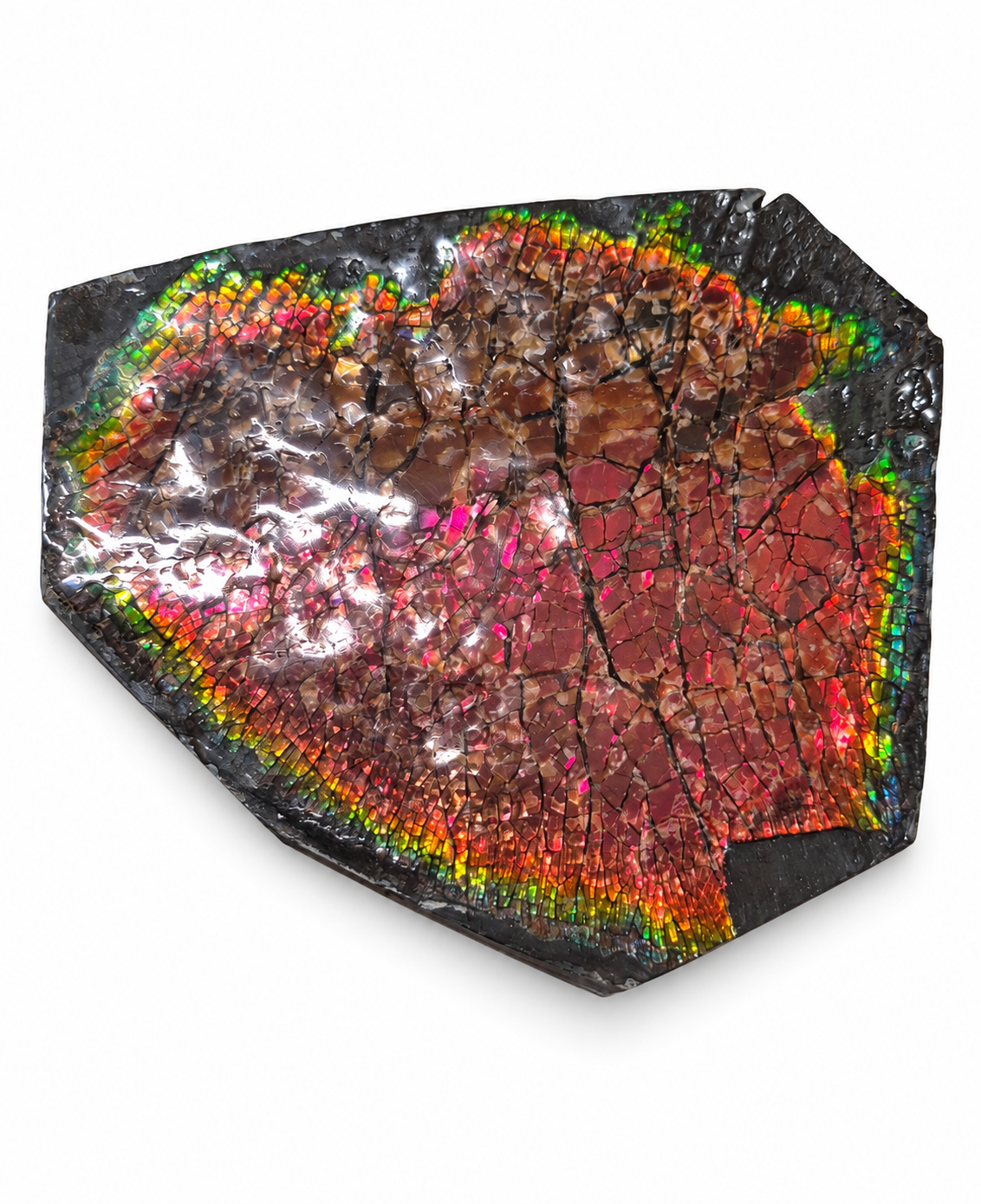 Ammolite Negative Cap Slab CGSS7 with red, orange, gold, green and pink colour