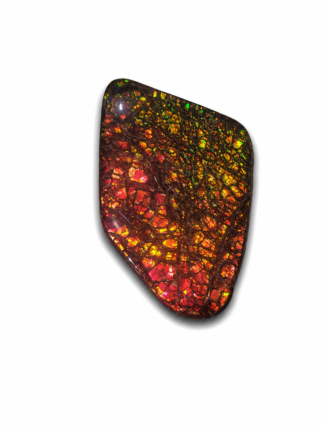 Freeform Ammolite Gemstone - CG62
