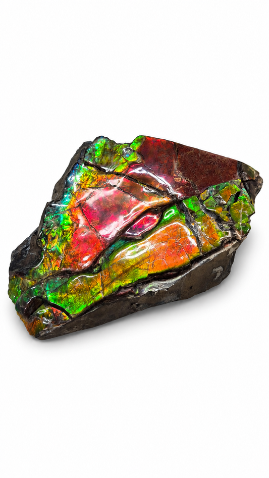 Multi-Layered Ammolite Specimen with Dendritic Pattern CGSS6 with red, orange, gold and green colour, view 2