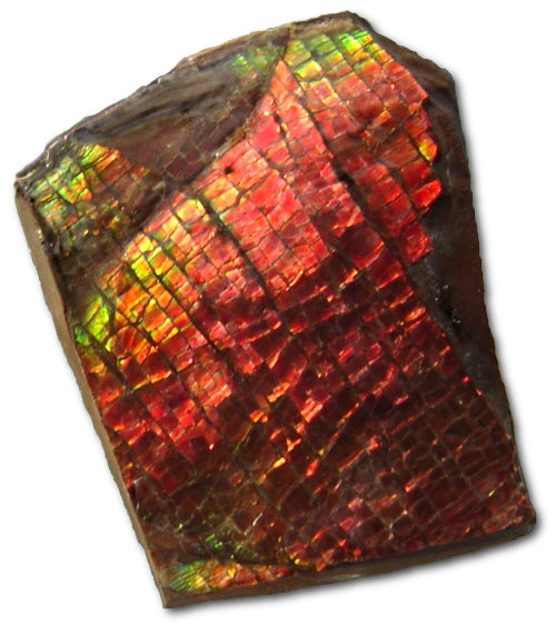 Ammolite #1