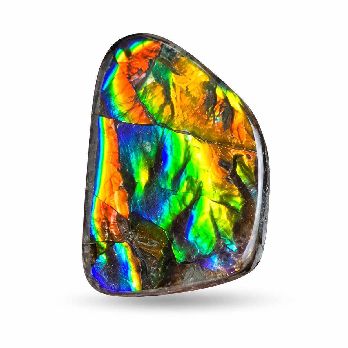 Blue Zone ammolite triplet CGT06
